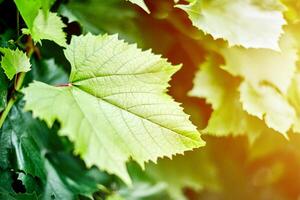 Grape leaves in vineyard. Green vine leaves at sunny september day. Soon autumn harvest of grapes for making wine, jam, juice, jelly, grape seed extract, vinegar, and grape seed oil. photo