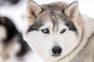 Husky dog portrait, winter snowy background. Funny pet on walking before sled dog training. photo