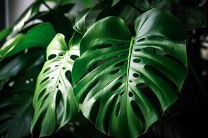 AI generated Monstera close-up, green plant background photo