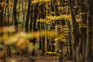 Scenic Autumn Foliage Forest Landscape photo