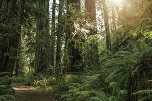 Sunny Summer Landscape In the California Redwoods photo