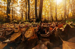 Scenic Autumn Woodland Landscape photo