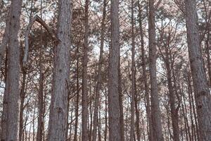 enselvado bosque arboles retroiluminado por dorado luz de sol antes de puesta de sol. un hermosa natural bosque. invierno viaje relajarse vacaciones concepto. foto