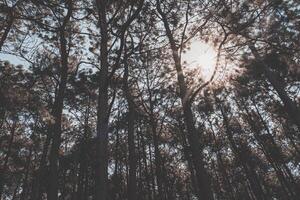 enselvado bosque arboles retroiluminado por dorado luz de sol antes de puesta de sol. un hermosa natural bosque. invierno viaje relajarse vacaciones concepto. foto