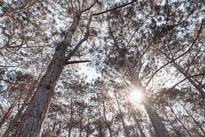 enselvado bosque arboles retroiluminado por dorado luz de sol antes de puesta de sol. un hermosa natural bosque. invierno viaje relajarse vacaciones concepto. foto