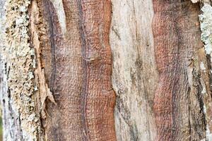 antiguo áspero ladrar de un verdoso pino árbol. texturas en el resistido ladrar de un Crimea pino. detalle de pino árbol ladrar textura, natural antecedentes foto