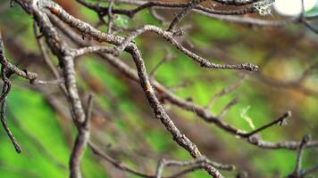 View of small dry pine branches covered with cobweb and growing on the old pine tree in the park in summer day. Stock footage. Beautiful view of plants and trees in city park video