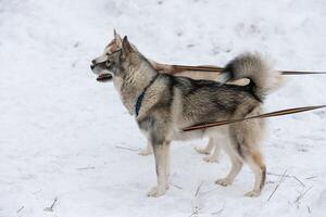 Husky dogs on tie out cable, waiting for sled dog race, winter background. Some adult pets before sport competition. photo