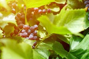 racimo de uvas en viñedo. uva roja de mesa con hojas de vid verde en el soleado día de septiembre. cosecha otoñal de uvas para hacer vino, mermelada y jugo. foto