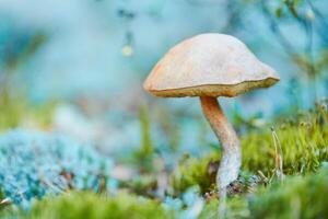 Leccinum versipelle mushroom in moss lichen Cladonia rangiferina. Beautiful orange birch bolete in autumn forest. photo