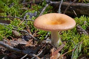 Russula mushroom in forest. Little edible fungus. Edible tasty mushroom. photo