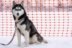 Siberian Husky dog on leash, waiting for sled dog race, orange track fence background. Adult strong pet before sport competition. photo