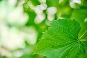 Grape leaves in vineyard. Green vine leaves at sunny september day. Soon autumn harvest of grapes for making wine, jam, juice, jelly, grape seed extract, vinegar, and grape seed oil. photo