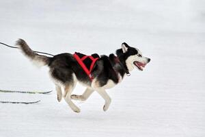 carreras deportivas de perros skijoring foto