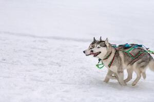 Sled dog racing. Husky sled dogs team in harness run and pull dog driver. Winter sport championship competition. photo