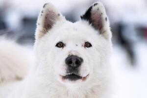 Husky dog portrait, winter snowy background. Funny kind pet on walking before sled dog training. photo