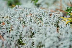 liquen cladonia rangiferina. liquen gris de reno. hermoso musgo de bosque de color claro que crece en climas cálidos y fríos. ciervo, musgo de caribú. foto