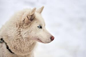 Husky sled dog face, winter background photo