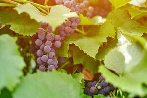 Bunch of grapes on vineyard. Table red grape with green vine leaves at sunny september day. Autumn harvest of grapes for making wine, jam and juice. photo