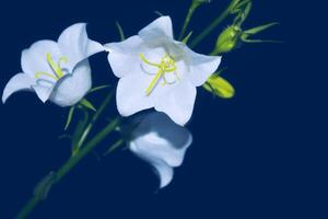 Delicate natural floral background. bellflower flower in nature closeup with soft focus. photo