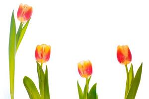 spring colorful flowers tulips. floral collection. photo