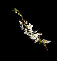 Flowering branch of cherry isolated on a black background. photo