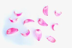 Petals pink lilies. Natural floral background. Blurred. photo