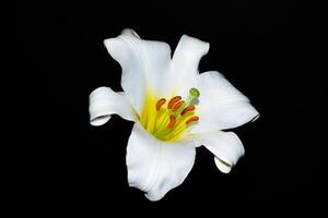 Beautiful blooming lily flower isolated on black background. photo