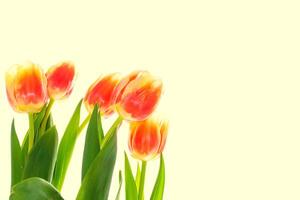 spring colorful flowers tulips. floral collection. photo