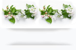 Flowering branch of apple isolated on a white background. photo