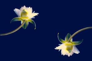 agua lirio flor o loto flor. floral natural antecedentes. foto
