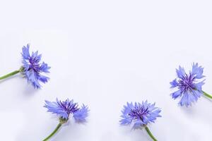 soft focus. Natural floral background. Spring branch of blossoming cornflower flowers. photo