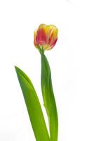 spring flowers tulips isolated on white background. floral collection. photo