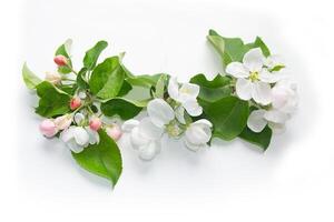 Flowering branch of apple isolated on a white background. photo