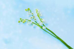 flowers lily of the valley on a light background. photo