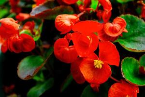 Begonia. Natural floral background. Bright flowers. Nature. photo