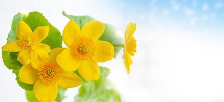 Yellow flowers of marsh marigold. Delicate natural floral background. photo