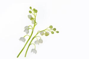 White flowers of lily of the valley. Convallaria majalis, isolated on white background. photo