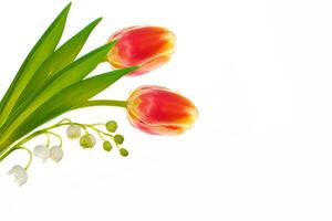 spring colorful flowers tulips. floral collection. photo