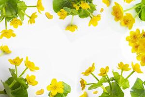 Yellow flowers of marsh marigold. Delicate natural floral background. photo