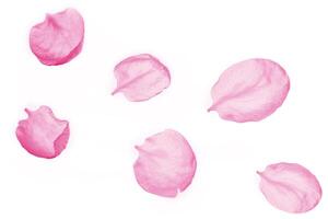 pink cherry blossom petals abstract on white background photo