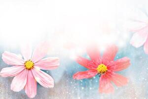 Colorful cosmos flowers on a background of summer landscape. photo