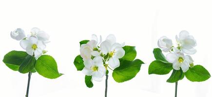 rama floreciente de manzana aislada en un fondo blanco. foto
