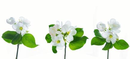 Flowering branch of apple isolated on a white background. photo