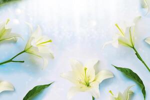 Greeting card. Beautiful spring flower white lily closeup on a light background. photo