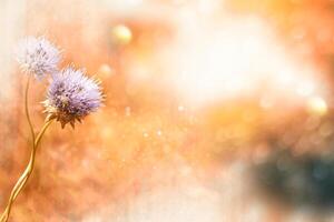 Bright blue flowers. Nature. Wildflowers outdoors photo