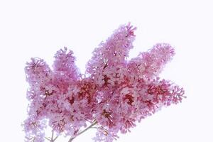 Bright and colorful flowers lilac isolated on white background. photo