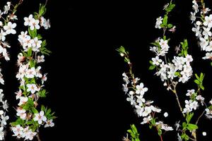 Flowering branch of cherry isolated on a black background. photo