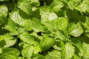 Nature. beautiful green leaves of melissa. photo