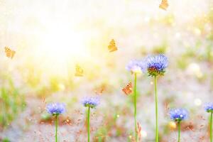 Natural floral background. Bright blue flowers. Nature. photo